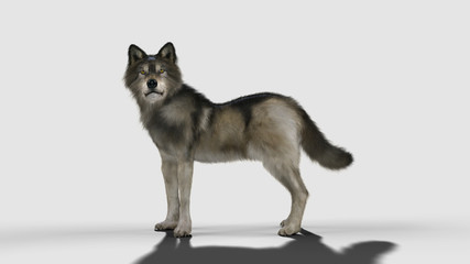 3d Illustration danger wolf animal. Brown and Gray wolf, Canis lupus. Wild dog in the nature.