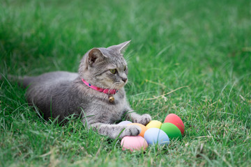 The cat plays with the colorful easter eggs with green grass background in front yard