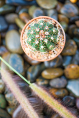 cactus and grass flower rock floor