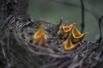 Little baby birds crying for mama bird
