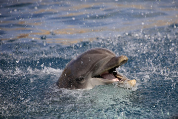 Große Tümmler (Tursiops truncatus), schaut aus Wasser © Aggi Schmid