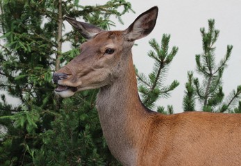 adult fawn in the mountain