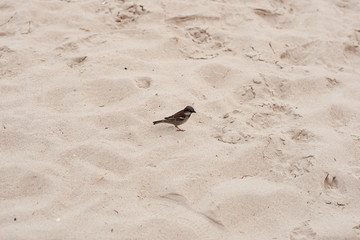 Bird at background of sand. One sparrow with a curious look. Live bird with a stained beak. Blurred background of sand.