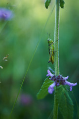a grasshopper insect on the grass