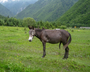 Fototapeta na wymiar donkey