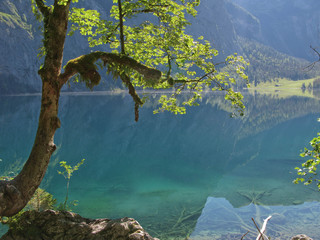 Bergahorn am Königsee