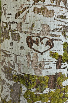 Coeur gravé sur l'écorce d'un arbre