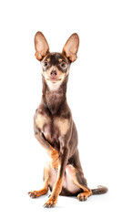 Cute toy terrier on white background