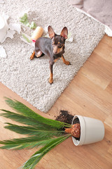 Mischievous toy terrier and overthrown houseplant indoors