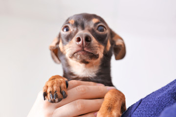 Woman with cute toy terrier on light background