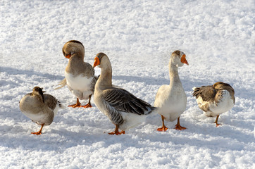 a group of geese located in the foreground of the snow-covered area on a cold winter day