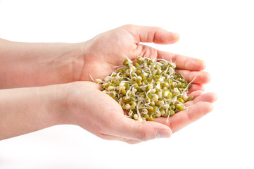 Sprouted wheat seeds in the hands of the heart