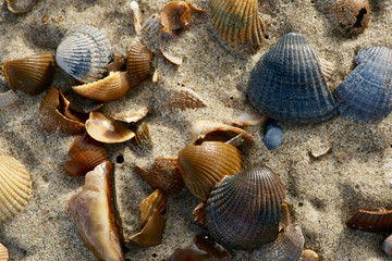 Collection of north sea seashells on the beach after high tide