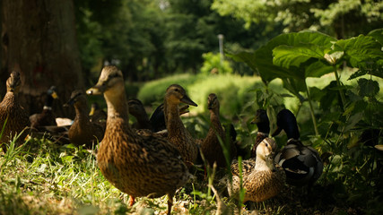 Ente