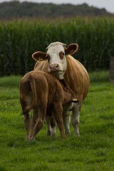 Kuh und ihr Kalb