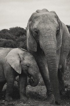 Elefant with baby