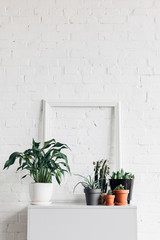 houseplants with empty frame on white table, mockup concept