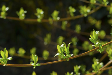 Buds