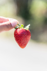 Fresh red ripe strawberry fruit on  hand