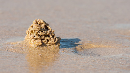 Fototapeta na wymiar A sandworm on a french beach of the atlantic sea