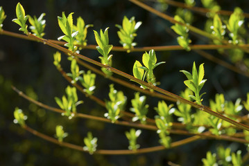 Buds