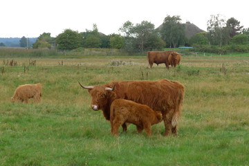 Schottische Hochlandrinder (bos taurus)  auf der Weide, Muttertier säugt ihr Kalb