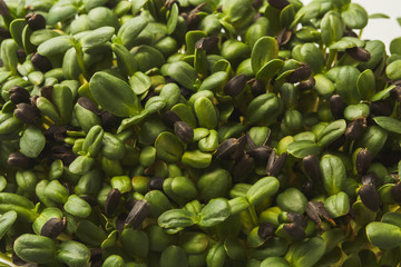 Organic growing micro greens closeup
