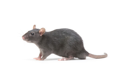 rat