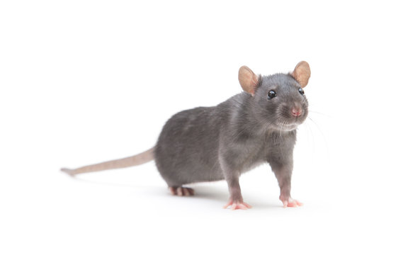 rat