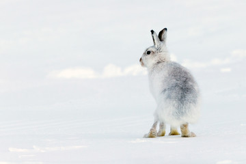 Mountain Hare in Snow in Scotland
