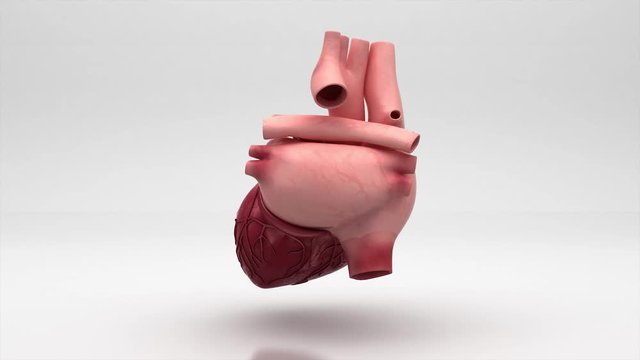 Cuore, Anatomia, Cuore, illustrazione 3d, medicina, ospedale, HD