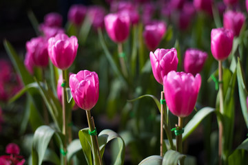 Obraz premium Beautiful bouquet of tulips. colorful in garden in selective focus