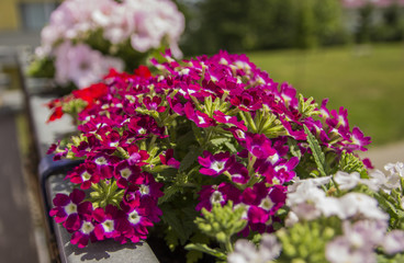 flowers growing on the balcony in containers in the spring and summer time