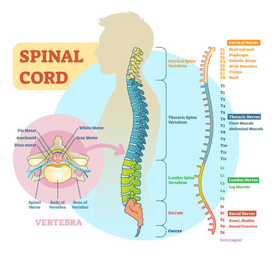 Spinal cord schematic diagram