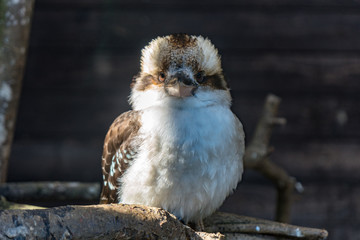 ワライカワセミ