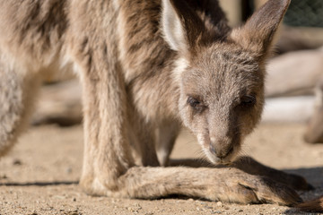 日向ぼっこするカンガルー