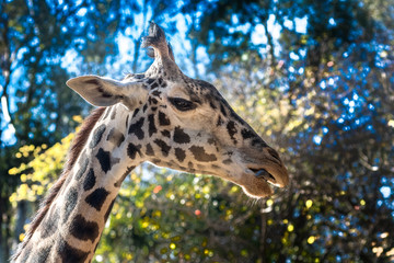 giraffe in close up with a pleasant back ground