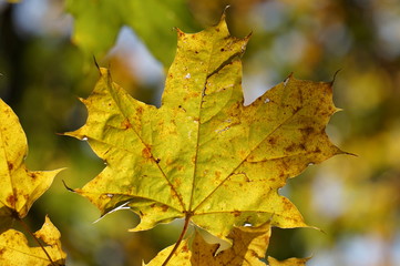 leaf