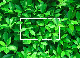 Top view of Creative layout made leaves with paper card note. Concept Nature idea background, Flat lay and copy paste
