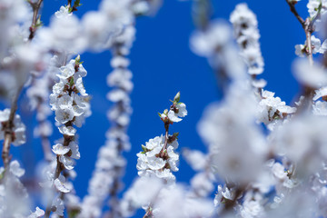 spring flowers  apricot on branches  apricot