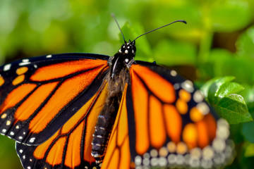 monarch butterfly resting on milkweed