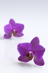  Flower orchids