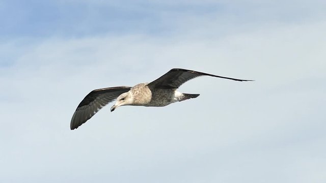 seagull in flight gliding in slow motion