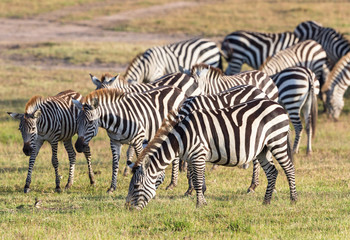 Fototapeta na wymiar Flock of of Zebras grazing grass