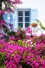 Fototapeta na wymiar Window with blue shutters and pink flowers, traditional Greek architecture, Santorini island, Greece. Beautiful details of the island of Santorini, white houses, blue shutters, the Aegean Sea.