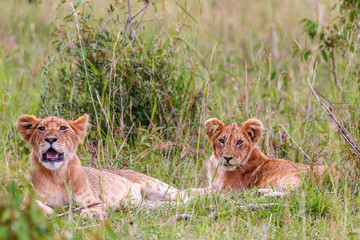 Fototapeta na wymiar Two cute Lion Cubs on the African savannah