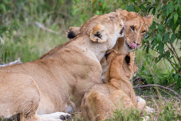 Lion Mother lying and licking a cub in the bush