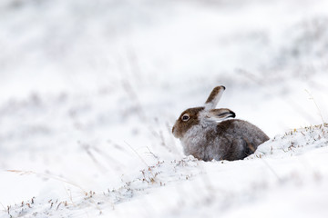 Mountain Hare in Snow in Scotland