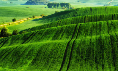spring field. picturesque hilly field. agricultural field in spring