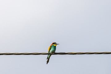 Bee-eater sitting on a wire and looking